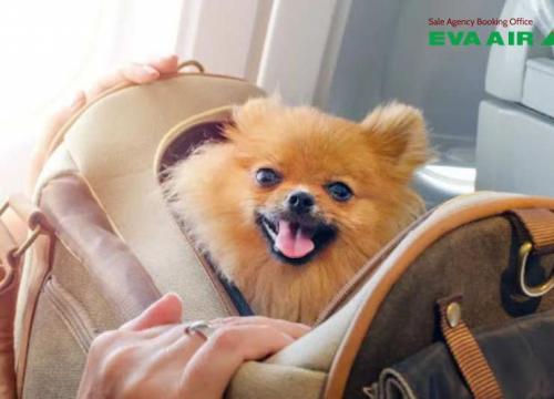 Mang chó mèo đi máy bay EVA Air: Quy định và giấy tờ mới nhất